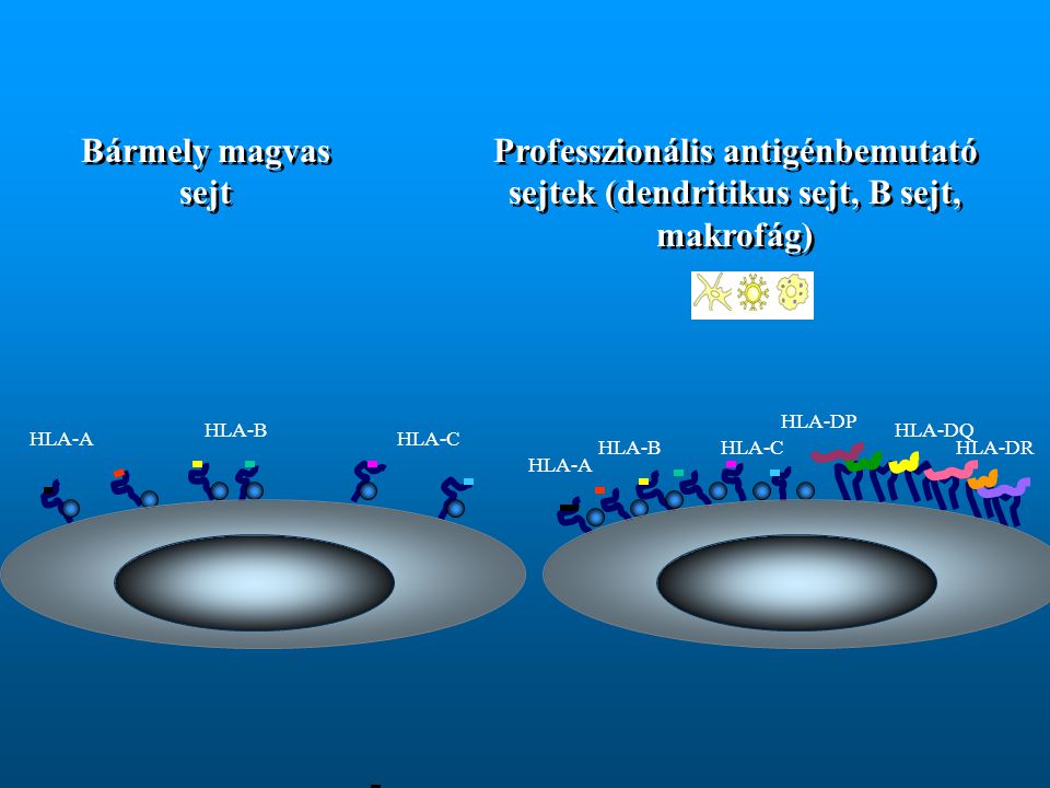 Bármely magvas sejt Professzionális antigénbemutató sejtek (dendritikus sejt, B sejt, makrofág) HLA-DP.