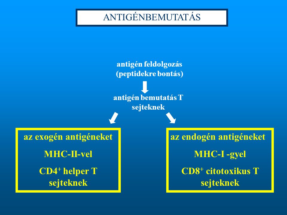 az endogén antigéneket MHC-I -gyel CD8+ citotoxikus T sejteknek