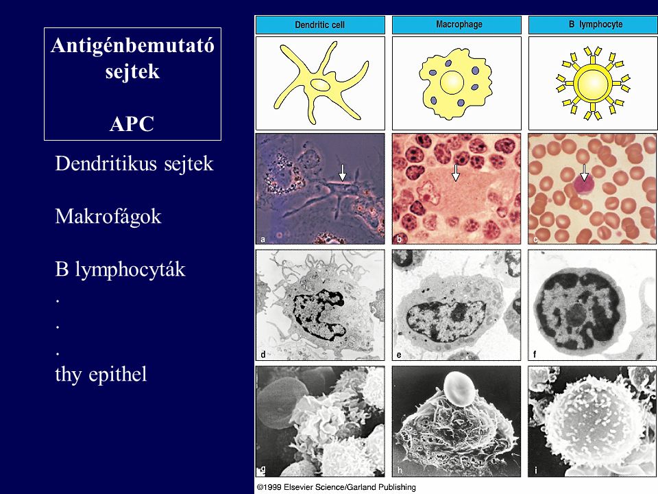 Antigénbemutató sejtek APC Dendritikus sejtek Makrofágok B lymphocyták . thy epithel