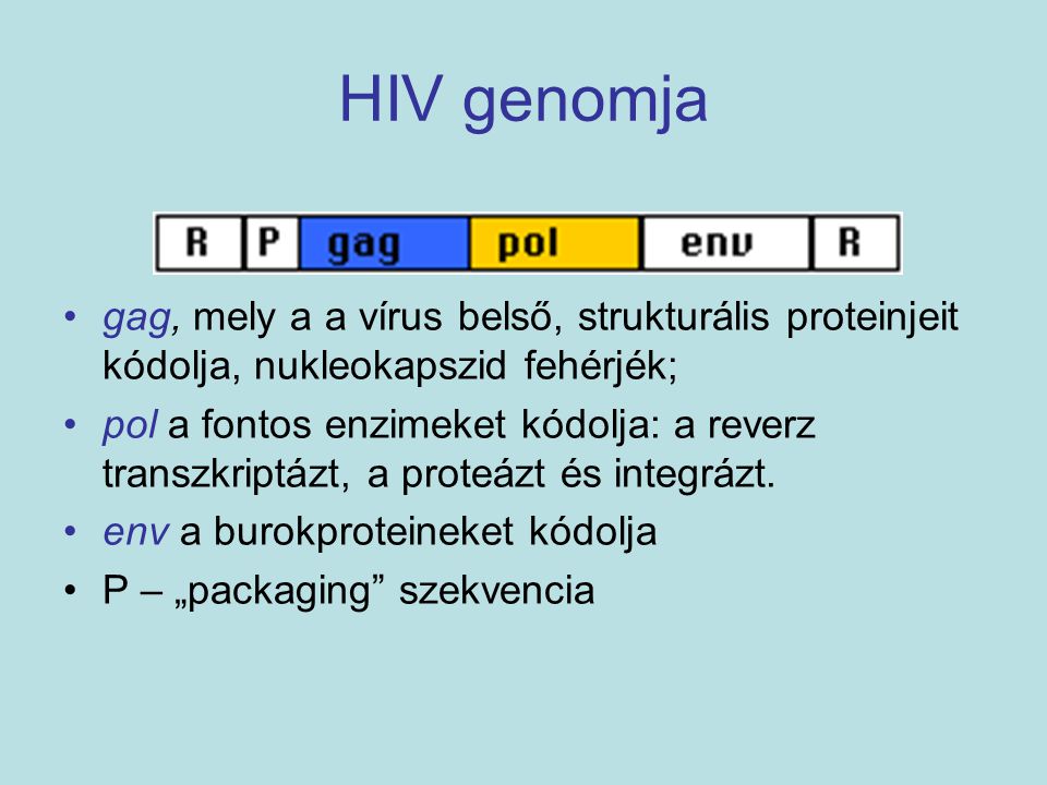 HIV genomja gag, mely a a vírus belső, strukturális proteinjeit kódolja, nukleokapszid fehérjék;