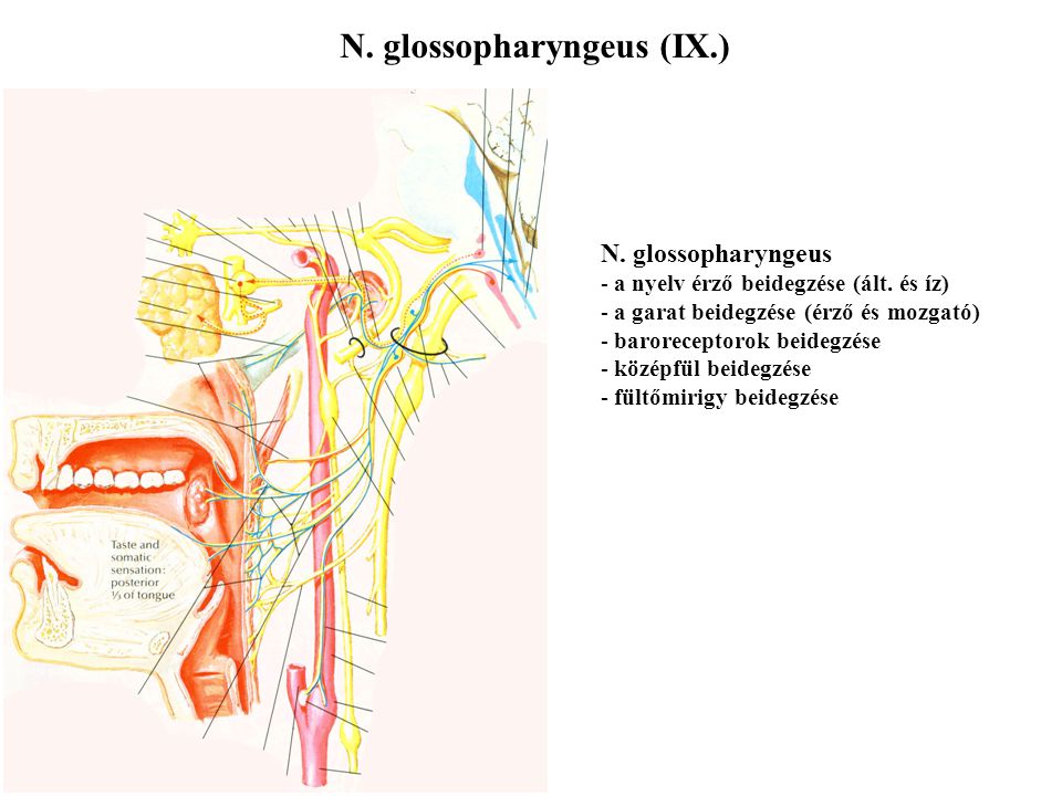 N. glossopharyngeus (IX.)
