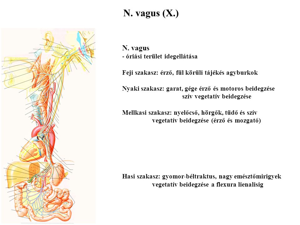 N. vagus (X.) N. vagus óriási terület idegellátása