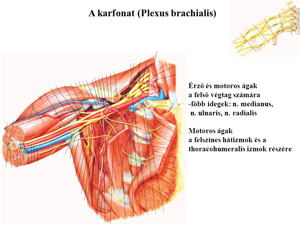 A karfonat (Plexus brachialis)