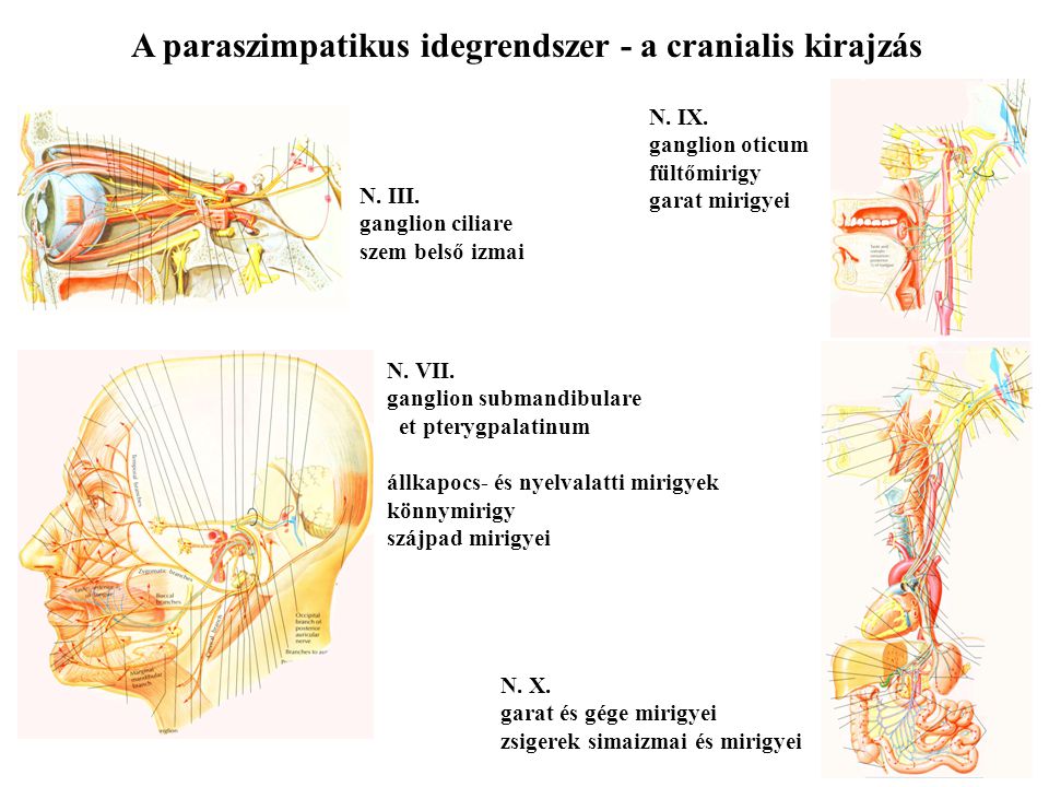 A paraszimpatikus idegrendszer - a cranialis kirajzás