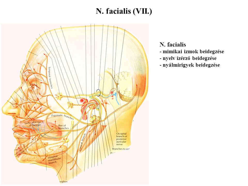 N. facialis (VII.) N. facialis mimikai izmok beidegzése