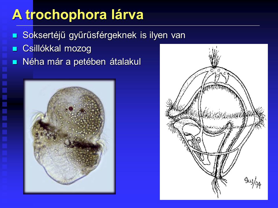 A trochophora lárva Soksertéjű gyűrűsférgeknek is ilyen van