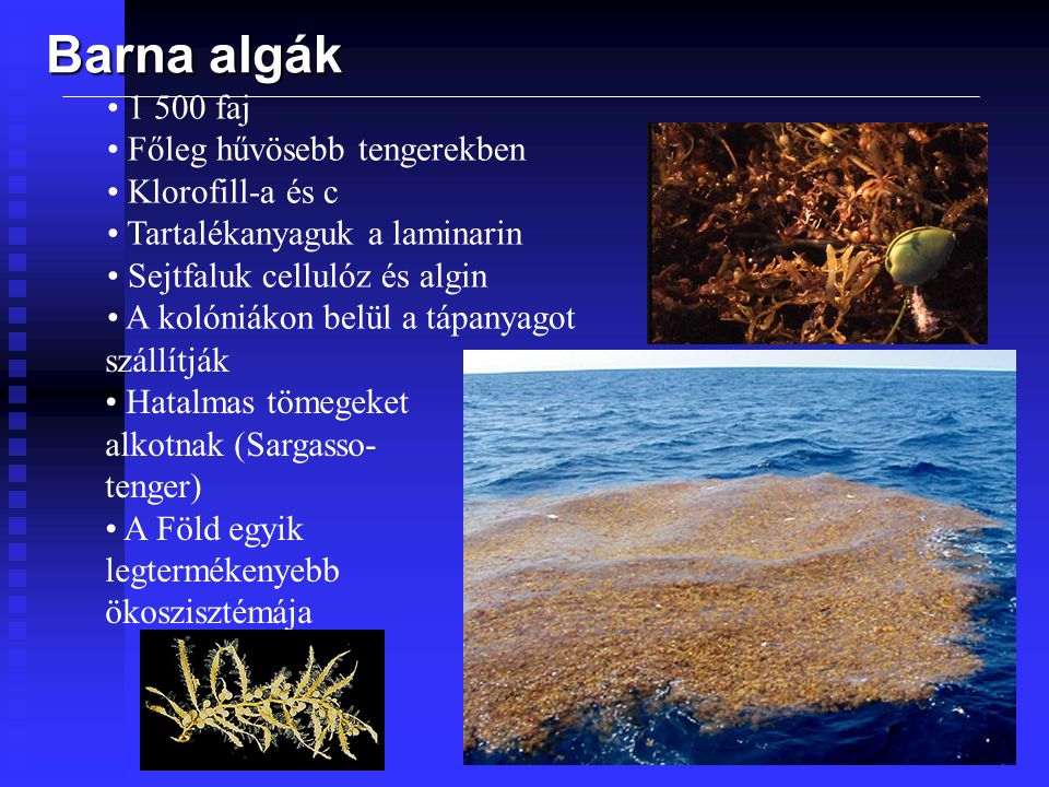 Barna algák faj Főleg hűvösebb tengerekben Klorofill-a és c