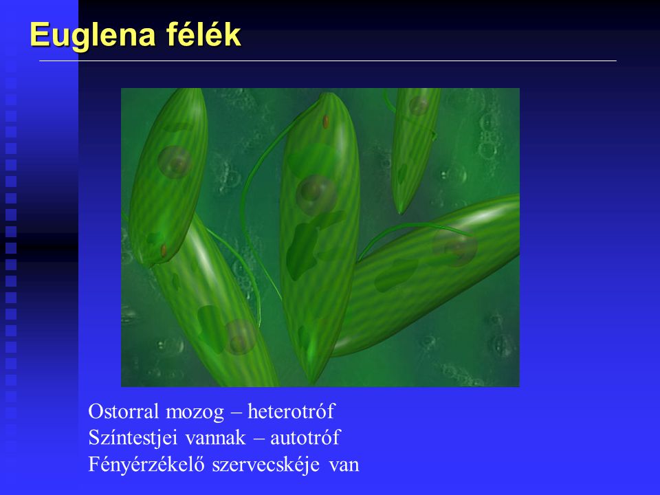 Euglena félék Ostorral mozog – heterotróf