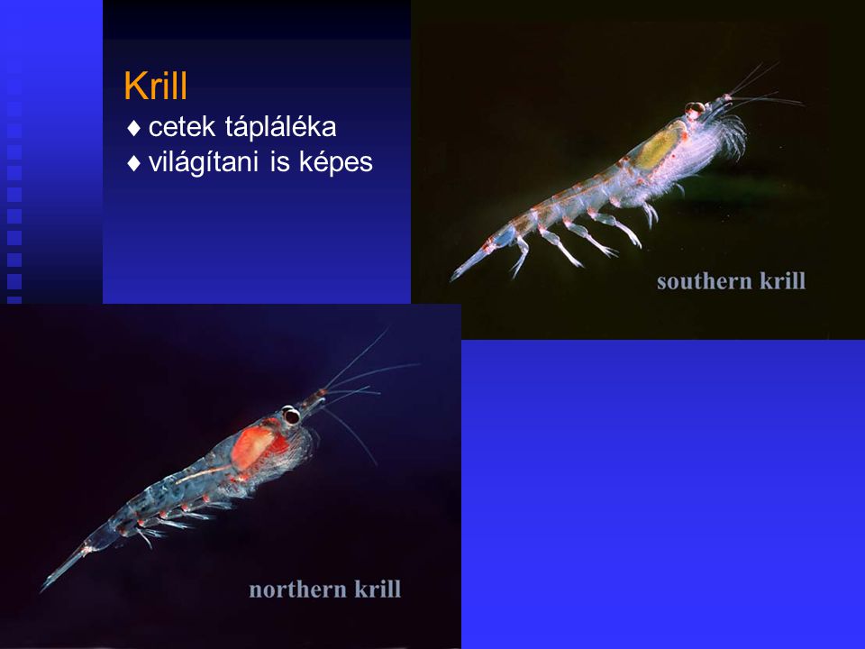 Krill cetek tápláléka világítani is képes