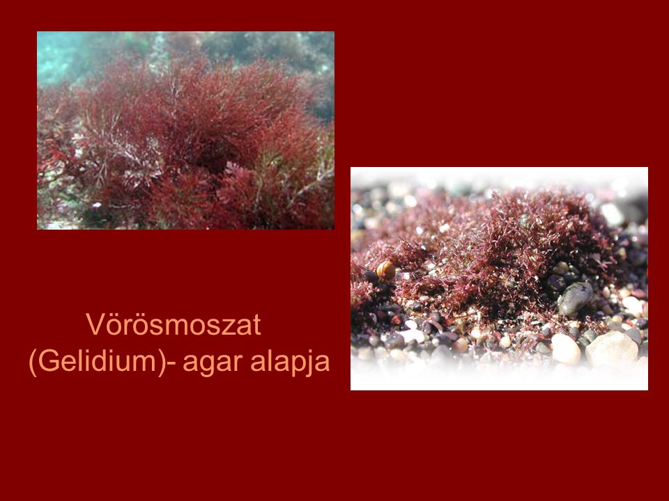 Vörösmoszat (Gelidium)- agar alapja