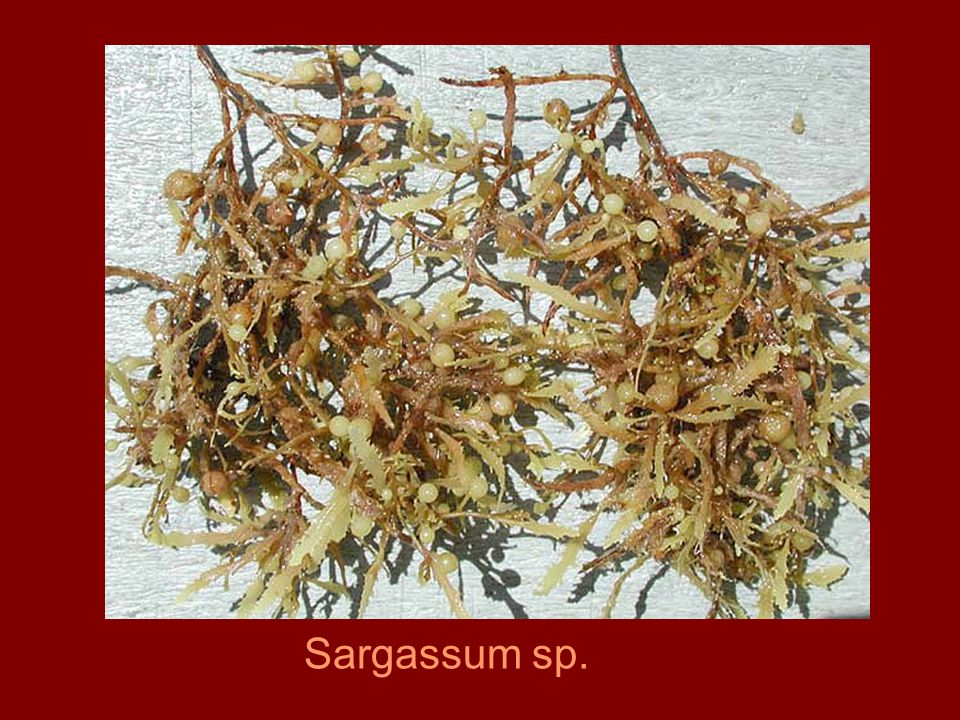 Sargassum sp.