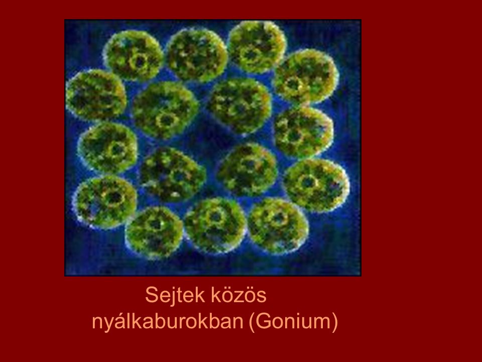 Sejtek közös nyálkaburokban (Gonium)