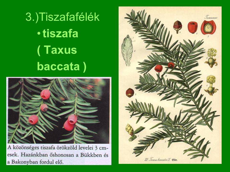 3.)Tiszafafélék tiszafa ( Taxus baccata )