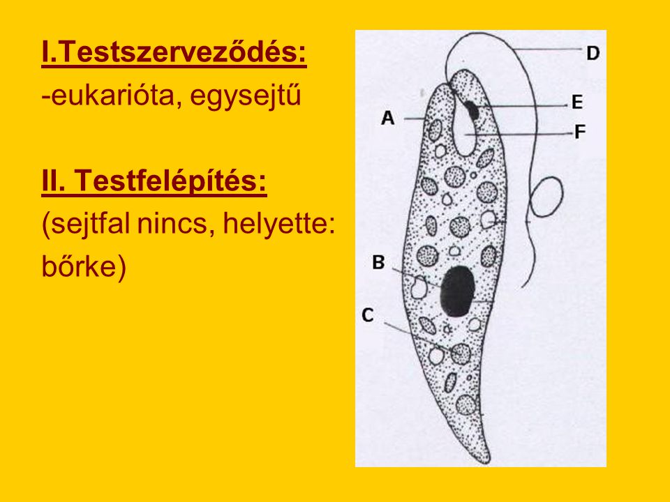 I.Testszerveződés: -eukarióta, egysejtű II. Testfelépítés: (sejtfal nincs, helyette: bőrke)