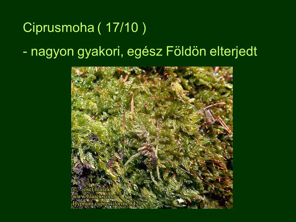 Ciprusmoha ( 17/10 ) - nagyon gyakori, egész Földön elterjedt