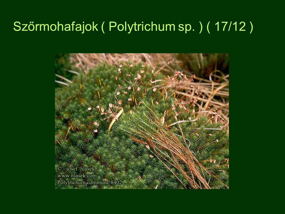 Szőrmohafajok ( Polytrichum sp. ) ( 17/12 )