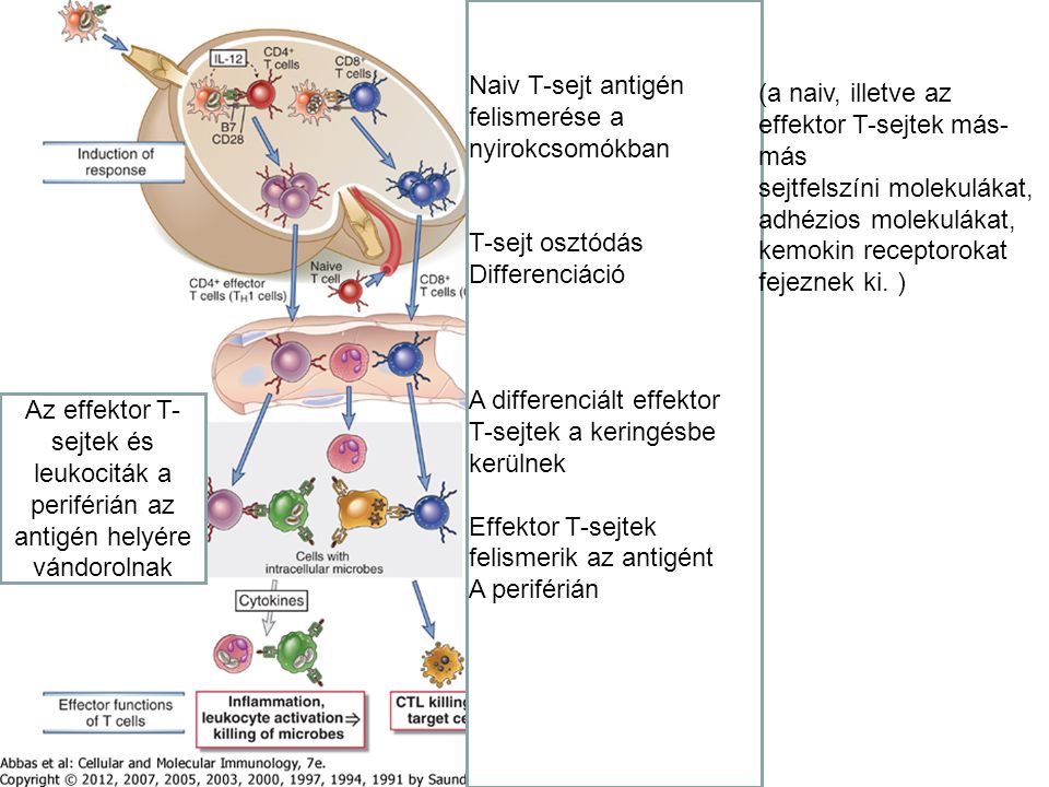 Naiv T-sejt antigén felismerése a nyirokcsomókban