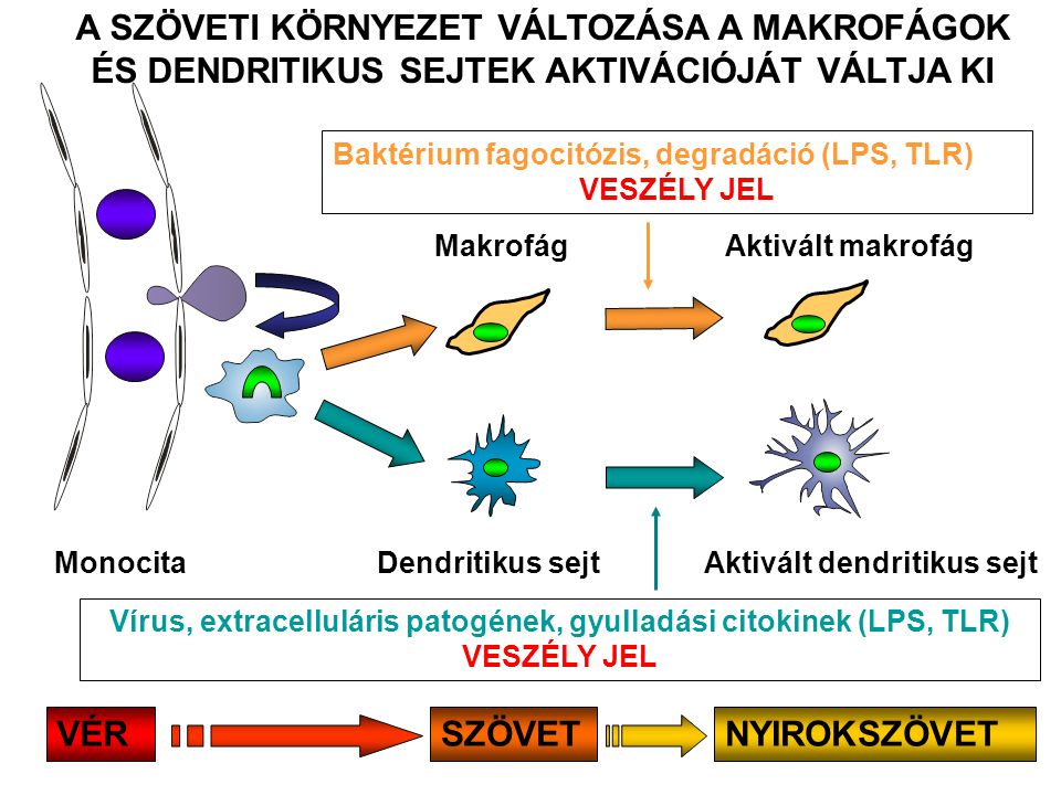 Vírus, extracelluláris patogének, gyulladási citokinek (LPS, TLR)