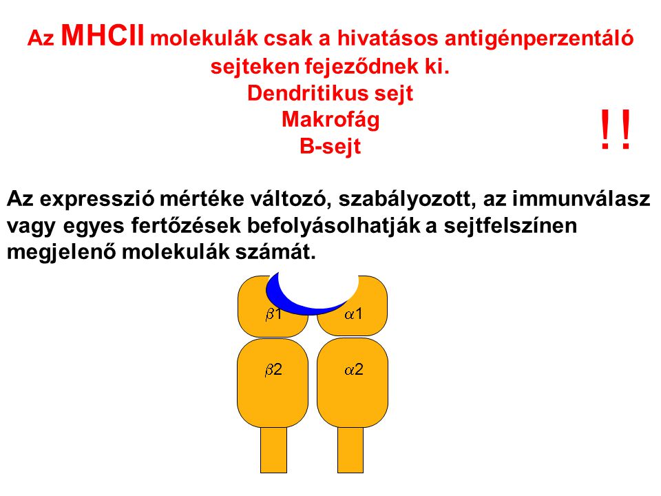 Az MHCII molekulák csak a hivatásos antigénperzentáló sejteken fejeződnek ki.