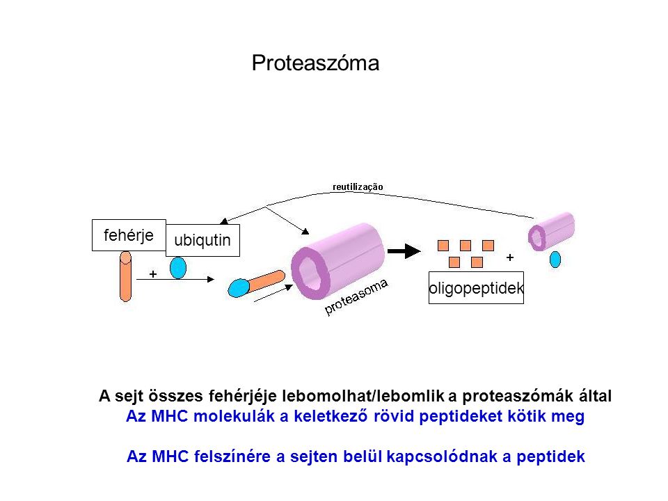 Proteaszóma fehérje ubiqutin oligopeptidek