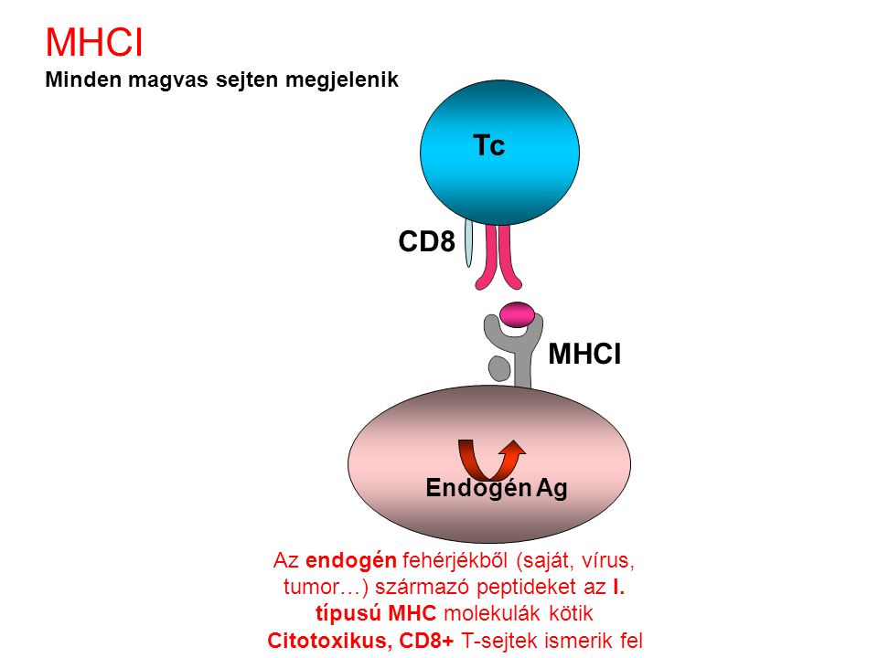 Citotoxikus, CD8+ T-sejtek ismerik fel