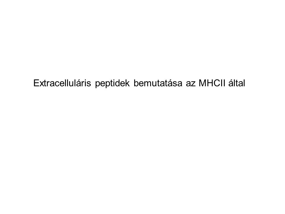 Extracelluláris peptidek bemutatása az MHCII által