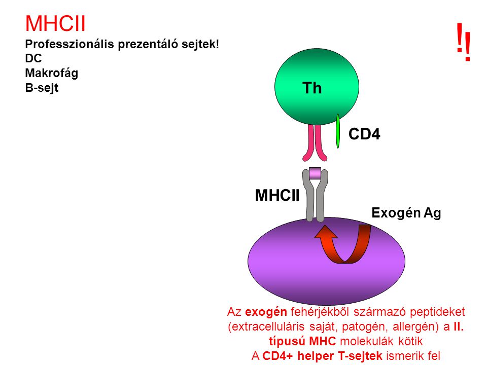 A CD4+ helper T-sejtek ismerik fel