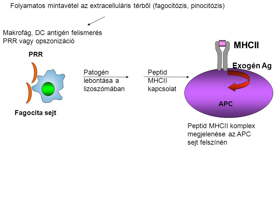 Folyamatos mintavétel az extracelluláris térből (fagocitózis, pinocitózis)