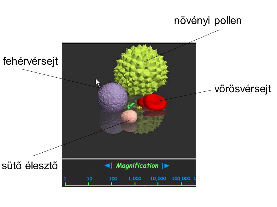 növényi pollen fehérvérsejt vörösvérsejt sütő élesztő