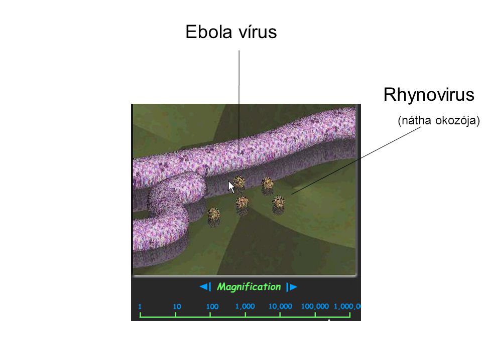 Ebola vírus Rhynovirus (nátha okozója)
