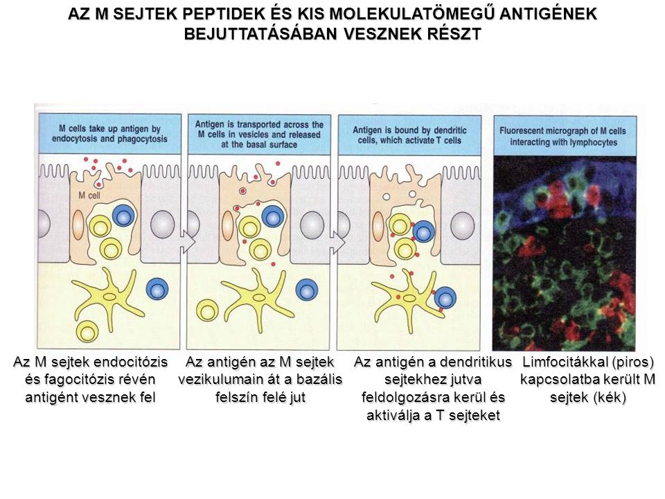 Az M sejtek endocitózis és fagocitózis révén antigént vesznek fel