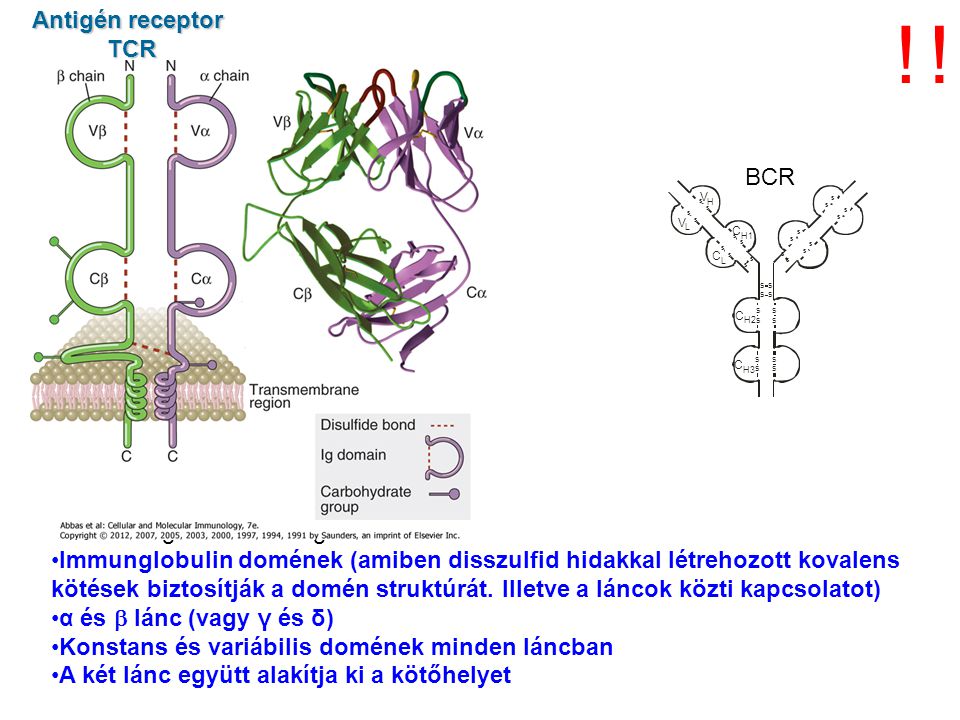 ! ! Antigén receptor TCR BCR Hasonlóságok az immunglobulinnal: