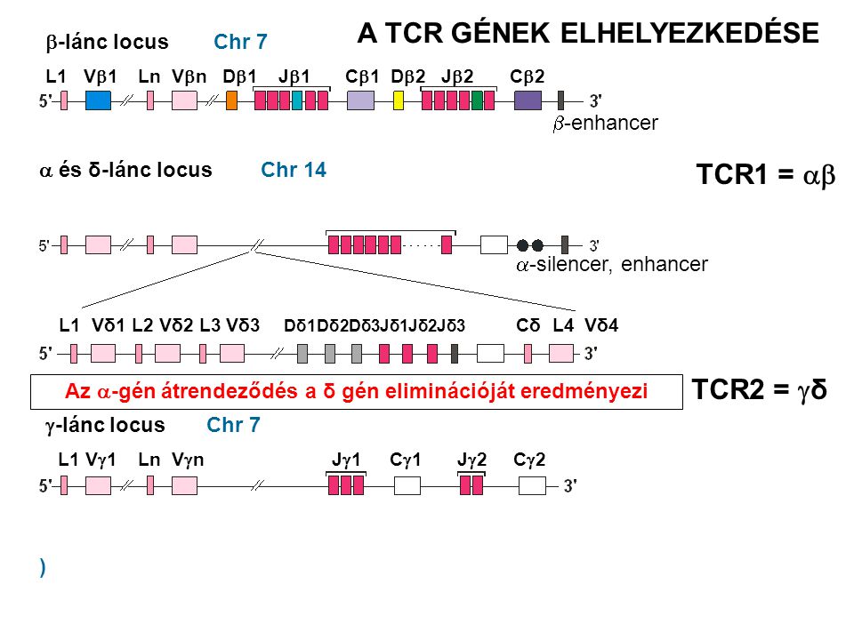 A TCR GÉNEK ELHELYEZKEDÉSE TCR1 =  TCR2 = δ