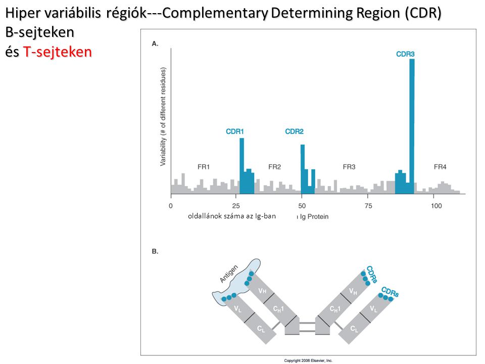 Hiper variábilis régiók---Complementary Determining Region (CDR)