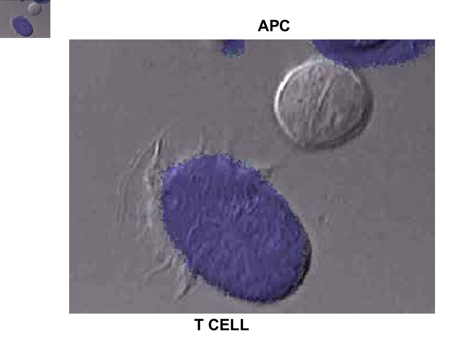 APC T CELL