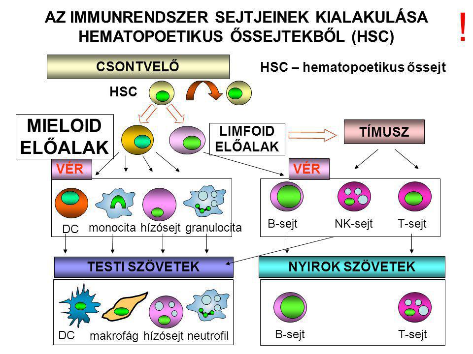 HSC – hematopoetikus őssejt