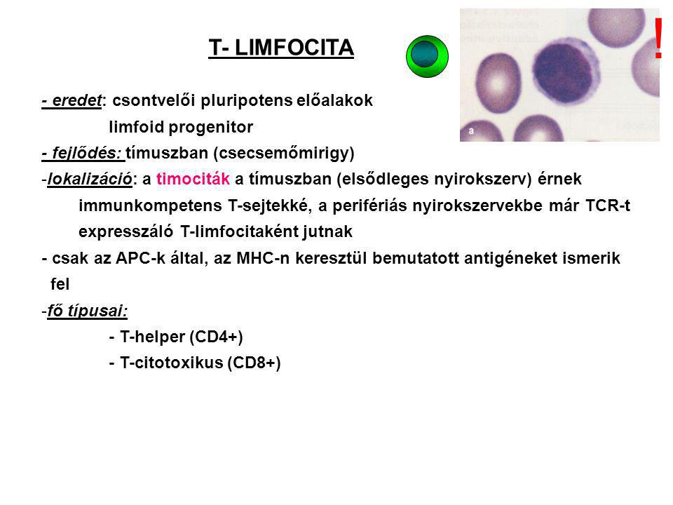 ! T- LIMFOCITA - eredet: csontvelői pluripotens előalakok
