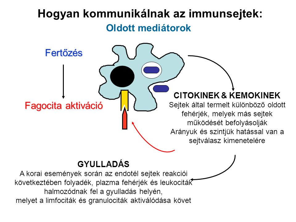 Hogyan kommunikálnak az immunsejtek: