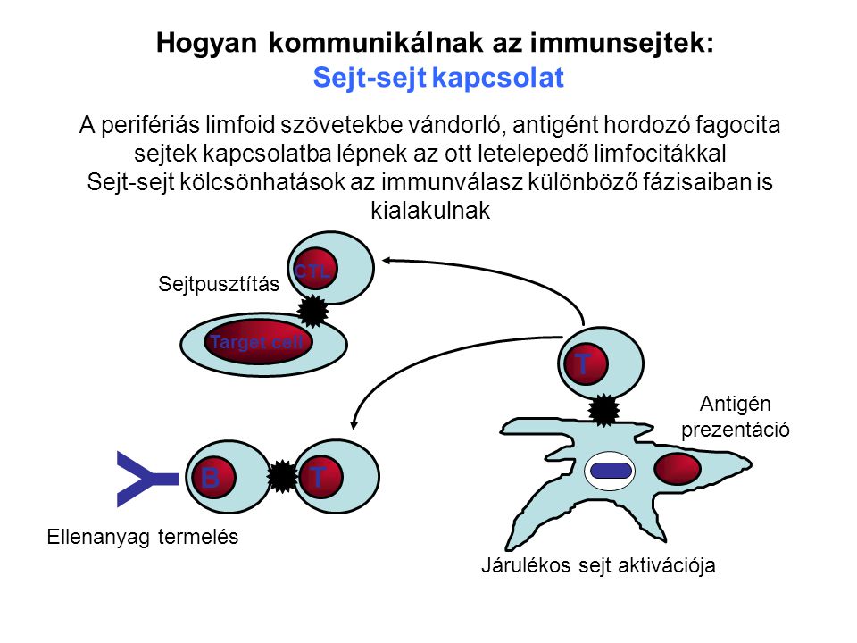 Y Hogyan kommunikálnak az immunsejtek: Sejt-sejt kapcsolat T B T
