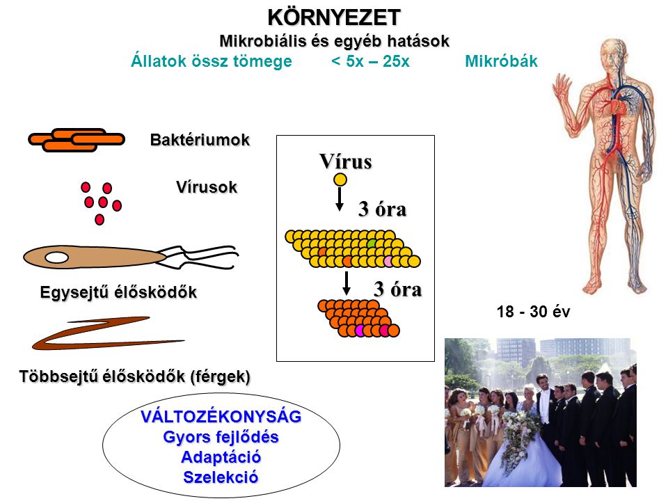 KÖRNYEZET Vírus 3 óra Mikrobiális és egyéb hatások