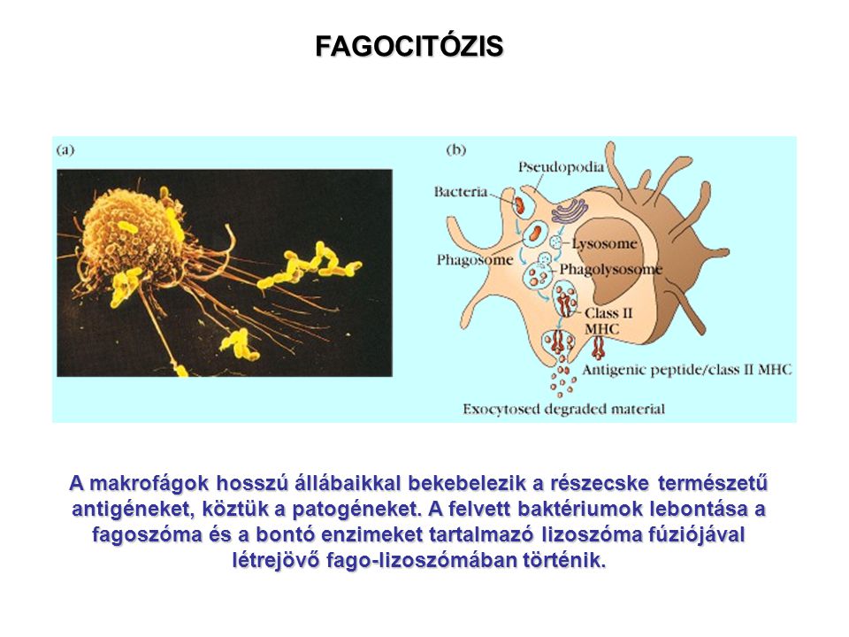FAGOCITÓZIS