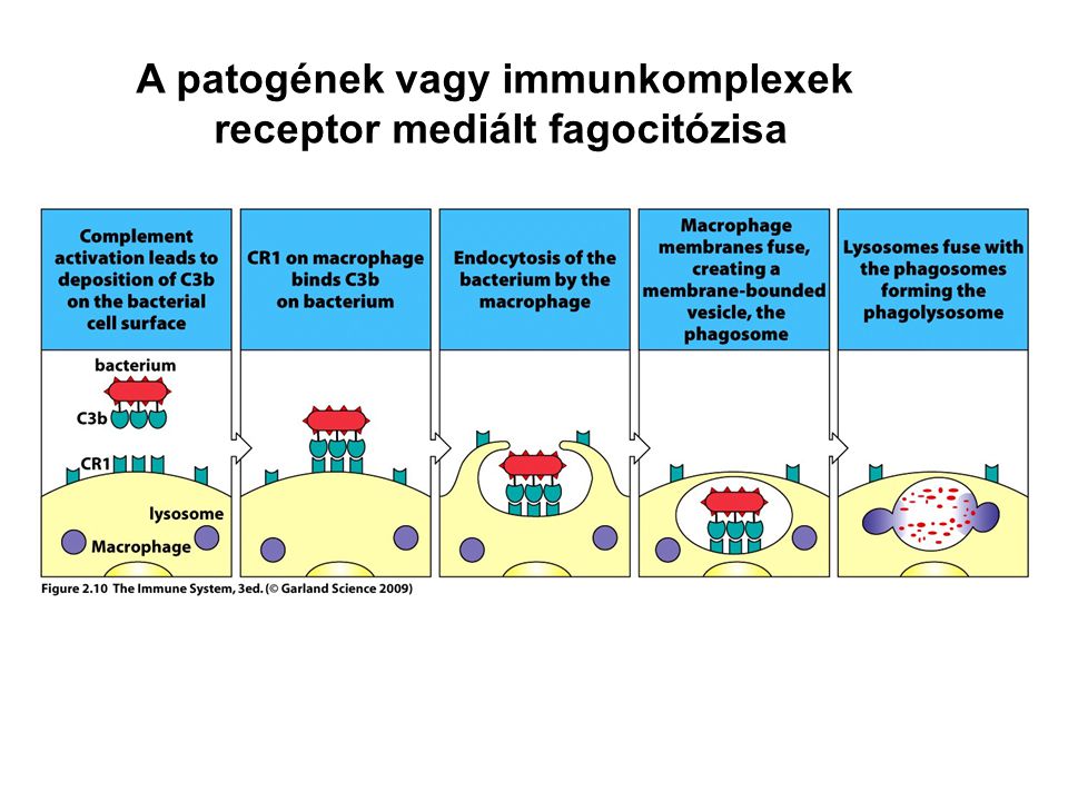 A patogének vagy immunkomplexek receptor mediált fagocitózisa