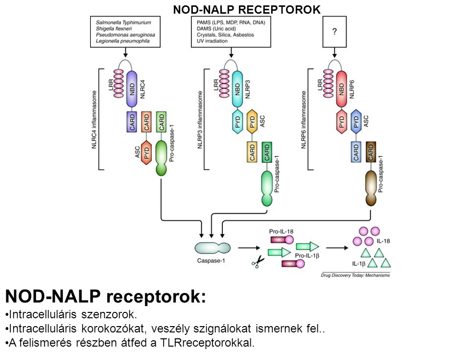 NOD-NALP receptorok: NOD-NALP RECEPTOROK Intracelluláris szenzorok.