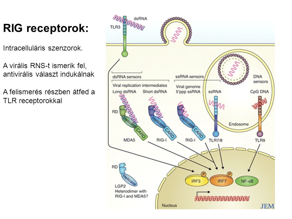 RIG receptorok: Intracelluláris szenzorok.