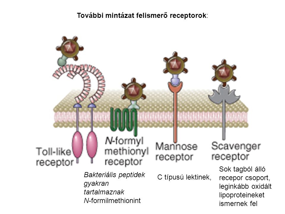 További mintázat felismerő receptorok: