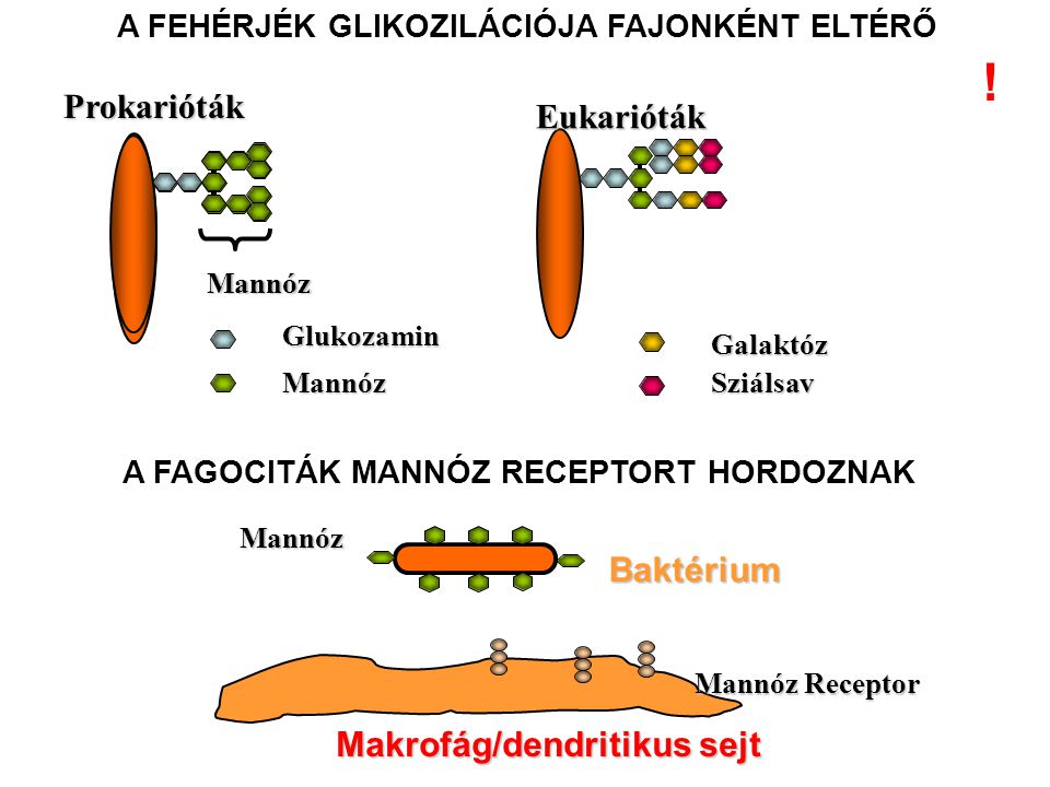 ! Prokarióták Eukarióták Baktérium Makrofág/dendritikus sejt