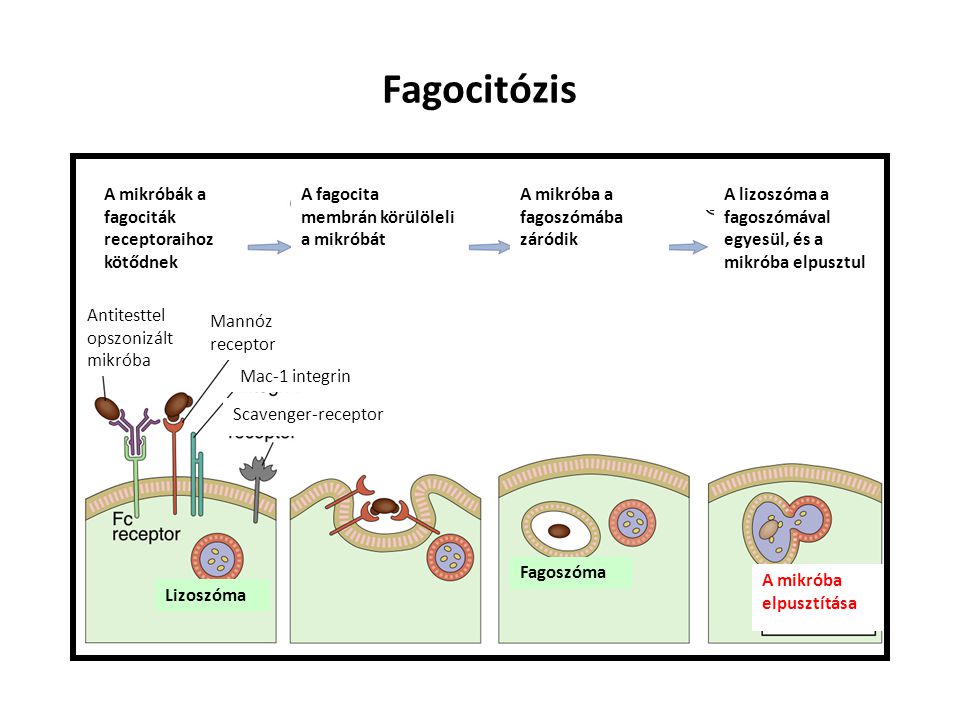 Fagocitózis A mikróbák a fagociták receptoraihoz kötődnek