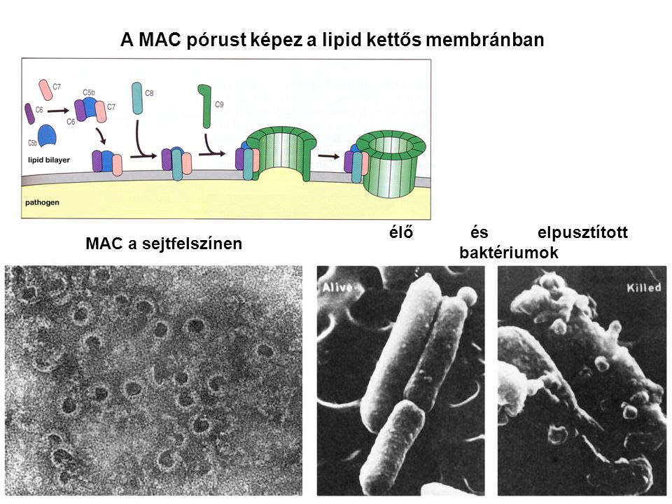 A MAC pórust képez a lipid kettős membránban