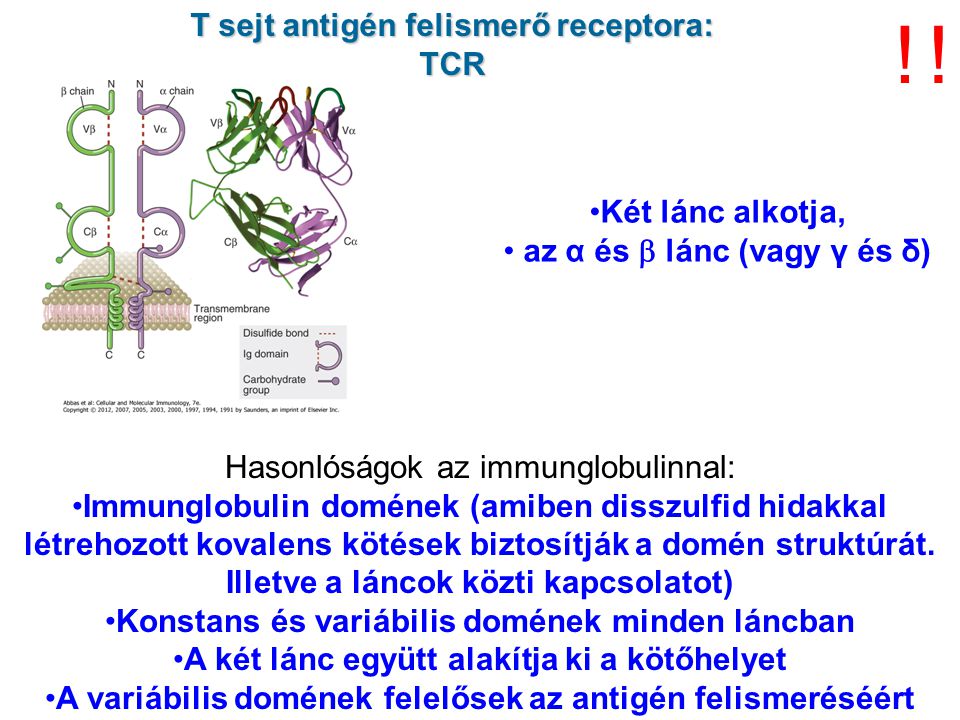 ! ! T sejt antigén felismerő receptora: TCR Két lánc alkotja,