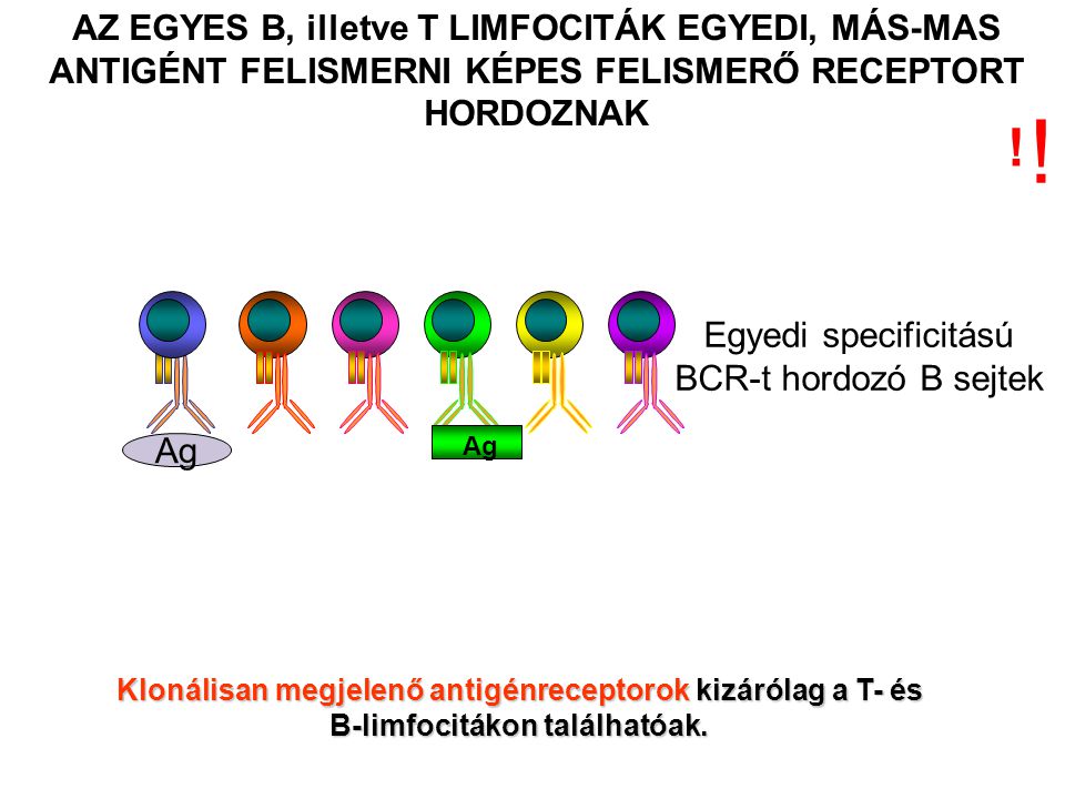 Egyedi specificitású BCR-t hordozó B sejtek